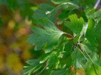 Crataegus monogyna Vesums mosse, Staffanstorp, Skåne, Sweden 20180803_0006