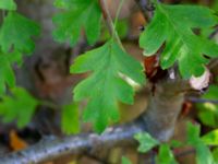 Crataegus monogyna Vesums mosse, Staffanstorp, Skåne, Sweden 20180803_0007