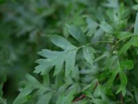 Crataegus rhipidophylla Husie mosse, Malmö, Skåne, Sweden 20150623_0104