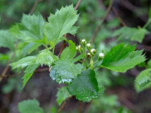 Crataegus submollis - Champlain Thorn - Trädhagtorn