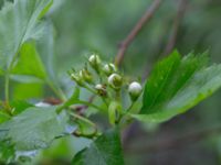 Crataegus submollis Närlunda tegelbruksgrav, Helsingborg, Skåne, Sweden 20190504_0076