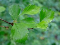 Crataegus submollis Närlunda tegelbruksgrav, Helsingborg, Skåne, Sweden 20190504_0077