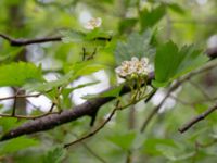 Crataegus submollis Närlunda tegelbruksgrav, Helsingborg, Skåne, Sweden 20190504_0078