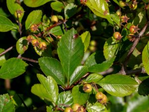 Crataegus x persimilis - Sylhagtorn