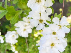 Exochorda racemosa - Common Pearlbush - Pärlbuske