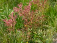 Filipendula rubra Lindängelunds rekreationsområde, Malmö, Skåne, Sweden 20160814_0012