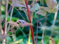 Filipendula ulmaria Bäckaforsvägen, Klagshamn, Malmlö, Skåne, Sweden 20180908_0025