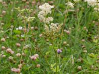 Filipendula ulmaria Fuktäng, Gyllins trädgård, Malmö, Skåne, Sweden 20210711_0045