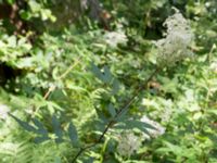 Filipendula ulmaria Skäralid, Klippan, Skåne, Sweden 20140711_0055