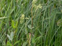 Filipendula ulmaria Toarpsdammen, Malmö, Skåne, Sweden 20170625_0126