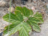 Filipendula ulmaria Utfyllnadsområde 1,1 km N Östra Broby kyrka, Broby, Östra Göinge, Skåne, Sweden 20180727_0098