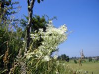 Filipendula vulgaris Käglinge hästbacke, Malmö, Skåne, Sweden 20070612 009