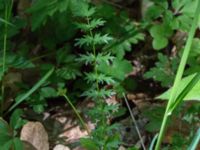 Filipendula vulgaris Lenstad, Mörbylånga, Öland, Sweden 20170526_0022