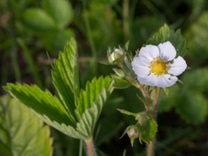 Fragaria moschata - Musk Strawberry - Parksmultron