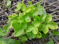 Fragaria moschata Södra varvsbassängen, Malmö, Skåne, Sweden 20231014_0190