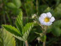 Fragaria moschata Skånegården, Bunkeflostrand, Malmö, Skåne, Sweden 20170517_0051