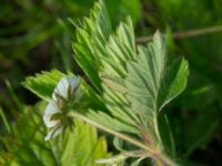 Fragaria moschata Skånegården, Bunkeflostrand, Malmö, Skåne, Sweden 20170517_0052