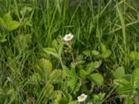 Fragaria moschata Skånegården, Bunkeflostrand, Malmö, Skåne, Sweden 20170517_0053