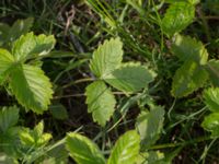 Fragaria moschata Skånegården, Bunkeflostrand, Malmö, Skåne, Sweden 20170517_0054