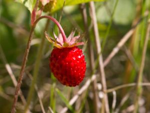 Fragaria vesca - Wild Strawberry - Smultron