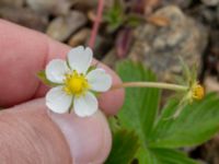 Fragaria vesca Fosie bangård, Malmö, Skåne, Sweden 20190510_0081