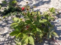 Fragaria vesca Utfyllnad Oljesjön, Oljehamnen, Malmö, Skåne, Sweden 20210616_0144