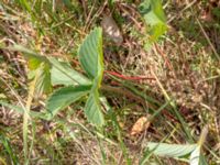 Fragaria virginiana Vägkant 790 m NNW Aska, Ballingslöv, Hässleholm, Skåne, Sweden 20180727_0045