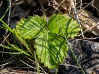 Fragaria viridis Badplatsen, Klagshamns udde, Malmö, Skåne, Sweden 20160506_0048