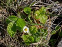 Fragaria viridis Badplatsen, Klagshamns udde, Malmö, Skåne, Sweden 20160506_0049