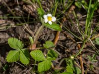 Fragaria viridis Trollskogen, Klagshamns udde, Malmö, Skåne, Sweden 20140427_0055