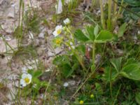 Fragaria x ananassa Grusplanerna, Ribersborg, Malmö, Skåne, Sweden 20160522_0039