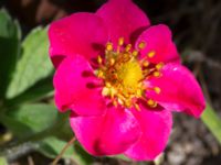 Fragaria x rosea Klagstorp, Näsum, Kristianstad, Skåne, Sweden 20160827_0148