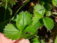 Fragaria x rosea Klagstorp, Näsum, Kristianstad, Skåne, Sweden 20160827_0149