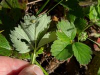 Fragaria x rosea Klagstorp, Näsum, Kristianstad, Skåne, Sweden 20160827_0150