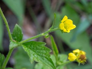 Geum macrophyllum - Large-leaved Avens - Amerikansk nejlikrot