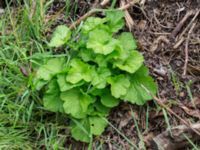 Geum macrophyllum Jorddeponi Sliparebacken, Lund, Skåne, Sweden 20170722_0010