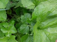 Geum macrophyllum Jorddeponi Sliparebacken, Lund, Skåne, Sweden 20170722_0012