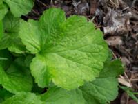 Geum macrophyllum Jorddeponi Sliparebacken, Lund, Skåne, Sweden 20170722_0014