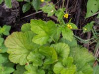 Geum macrophyllum Jorddeponi Sliparebacken, Lund, Skåne, Sweden 20170722_0015