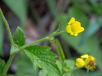 Geum macrophyllum Jorddeponi Sliparebacken, Lund, Skåne, Sweden 20170722_0016