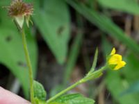 Geum macrophyllum Jorddeponi Sliparebacken, Lund, Skåne, Sweden 20170722_0017