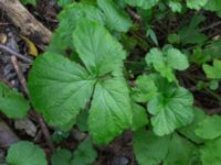 Geum macrophyllum Närlunda tegelbruksgrav, Helsingborg, Skåne, Sweden 20170727_0094