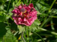 Geum rivale mutation Stensoffa fuktäng, Lund, Skåne, Sweden 20140601_0182