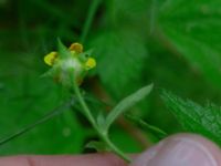 Geum urbanum Gissebo Åsvik, Västervik, Småland, Sweden 20190608_0428