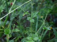 Geum urbanum Gissebo Åsvik, Västervik, Småland, Sweden 20190608_0432