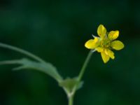 Geum urbanum Herrgårdsparken, Fröseke, Uppvidinge, Småland, Sweden 20190608_0553