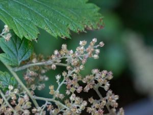 Holodiscus discolor - Oceanspray - Vippspirea