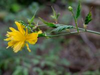 Kerria japonica Hasseldal, Stenshuvud, Simrishamn, Skåne, Sweden 20190501_0050