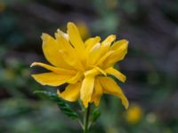 Kerria japonica Hasseldal, Stenshuvud, Simrishamn, Skåne, Sweden 20190501_0051