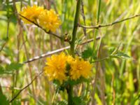 Kerria japonica Scoutstugan, Bunkeflo strandängar, Malmö, Skåne, Sweden 20170606_0017